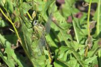 Gomphus pulchellus