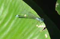 Ischnura elegans