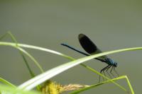 Calopteryx splendens