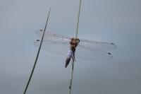Orthetrum cancellatum