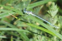 Platycnemis pennipes