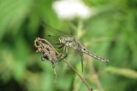 Orthetrum cancellatum