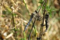 Orthetrum cancellatum