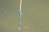 Erythromma lindenii
