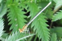 Platycnemis pennipes