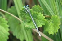 Platycnemis pennipes
