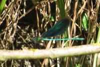 Calopteryx virgo