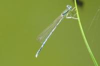 Platycnemis pennipes