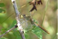 Sympetrum sanguineum