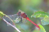 Sympetrum sanguineum