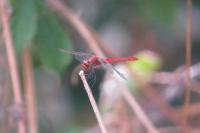 Sympetrum sanguineum