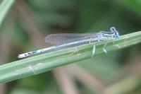 Platycnemis pennipes