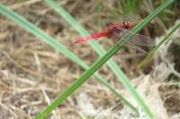 Crocothemis erythraea