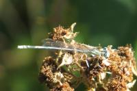 Platycnemis pennipes