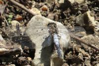 Orthetrum cancellatum