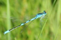 Erythromma lindenii