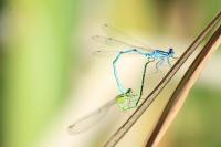Coenagrion puella