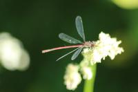 Pyrrhosoma nymphula