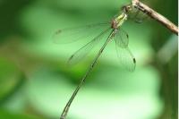 Chalcolestes viridis