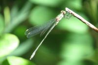 Chalcolestes viridis