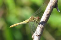 Sympetrum sanguineum