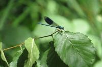 Calopteryx splendens