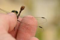 Onychogomphus forcipatus