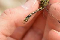 Onychogomphus forcipatus
