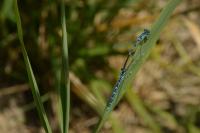 Coenagrion scitulum