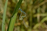 Coenagrion scitulum