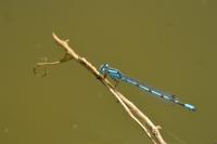 Enallagma cyathigerum
