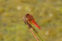 Crocothemis erythraea