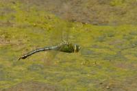 Anax imperator
