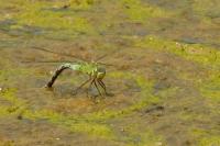 Anax imperator