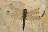 Orthetrum cancellatum