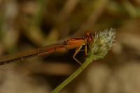 Ischnura pumilio