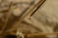 Ischnura pumilio