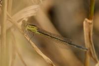 Enallagma cyathigerum