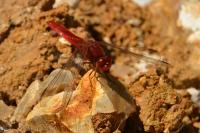 Crocothemis erythraea