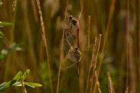 Sympetrum striolatum
