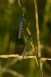 Coenagrion scitulum