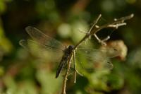 Orthetrum cancellatum
