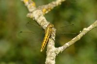 Orthetrum cancellatum