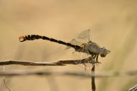 Onychogomphus forcipatus