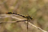 Onychogomphus forcipatus