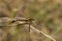 Onychogomphus forcipatus