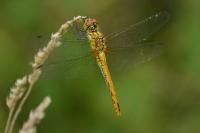 Sympetrum sanguineum