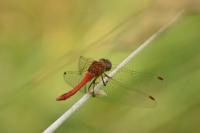 Sympetrum sanguineum