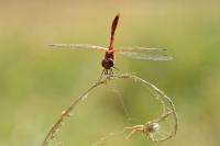 Sympetrum sanguineum
