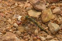 Orthetrum cancellatum